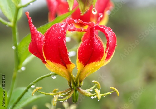 Red Gloriosa Lily photo