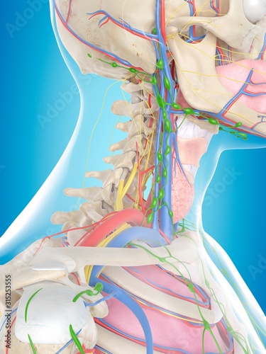 Human anatomy, illustration photo