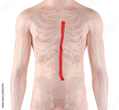 Human aorta, illustration photo