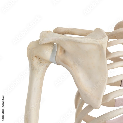 Human shoulder bones, illustration