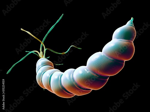 Helicobacter pylori bacteria photo