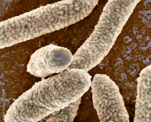 E coli bacteria, SEM