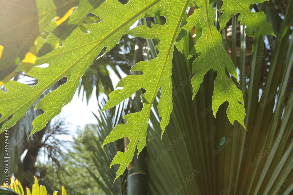 Obraz premium green leaves