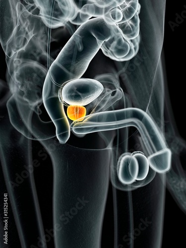 Male prostate gland, illustration photo