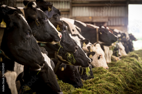 Dairy cows feeding from trough