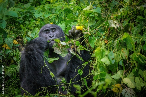 Wild silverback gorilla eating in the forest of Bwindi Impenetrable National Park, Uganda. photo
