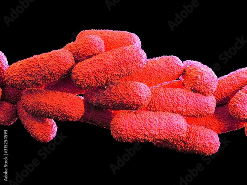 Legionella pneumophila bacteria photo