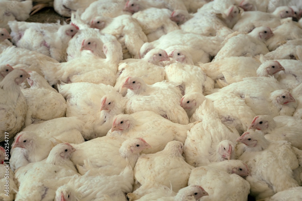 Large number of hens in a barn Large number of hens in a barn
