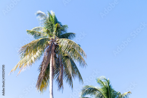 Crown of palm tree of coconut on blue sky background
