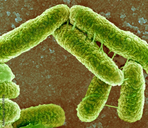E coli bacteria, SEM