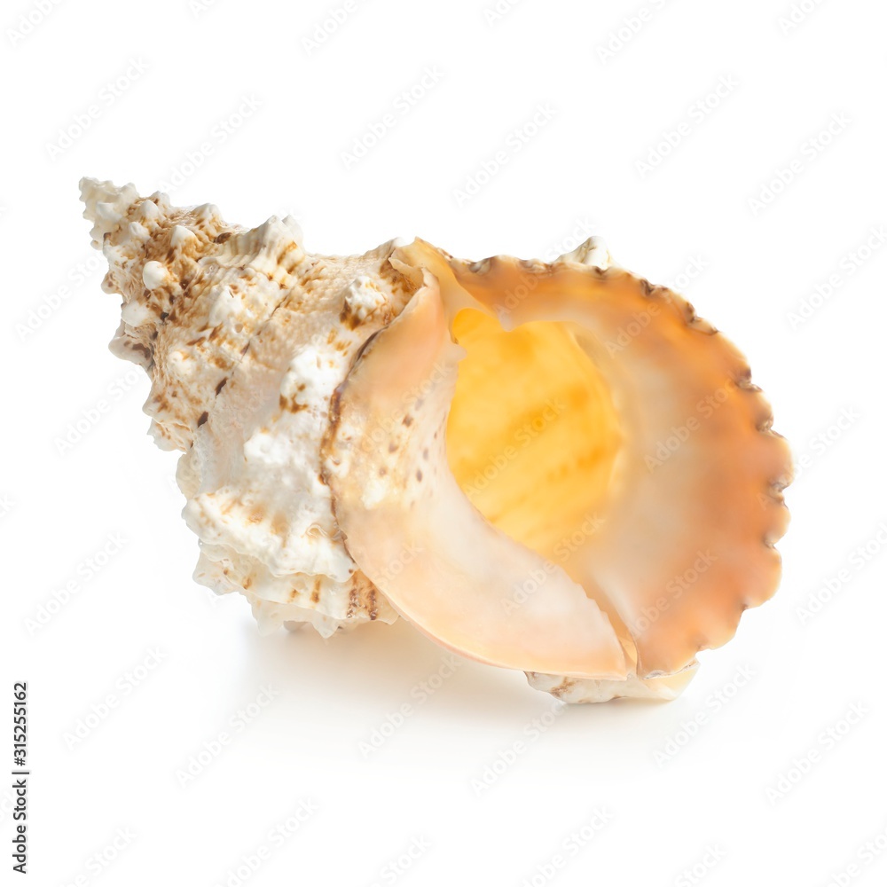 Frog shell