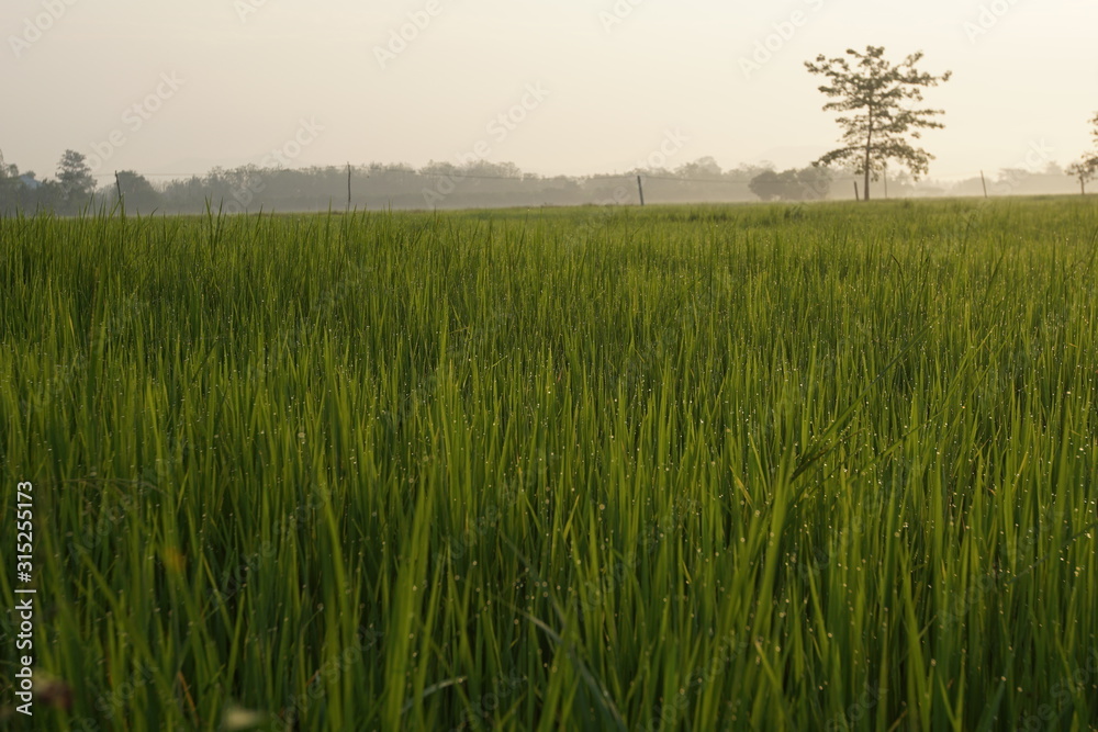 field of wheat