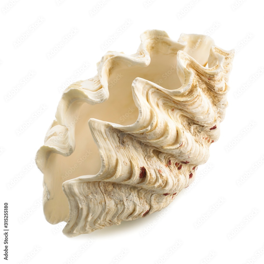Fluted giant clam shell Fluted giant clam shell