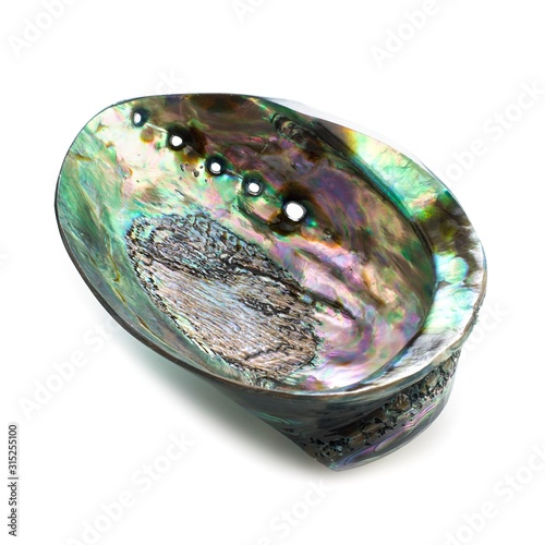 Abalone shell photo