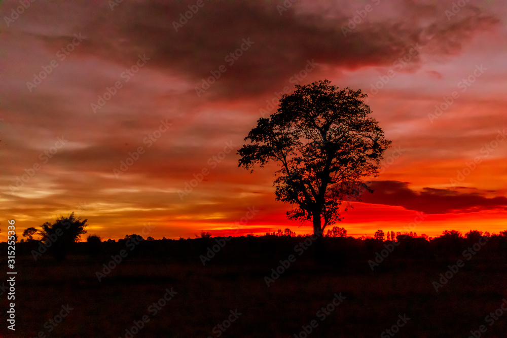Silhouette of trees and red light of the sun setting during a beautiful sunset