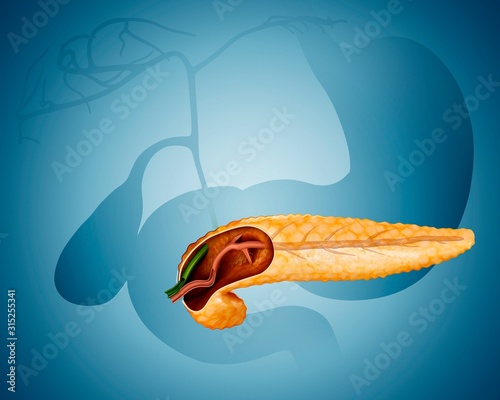 Cross section of pancreas, illustration photo