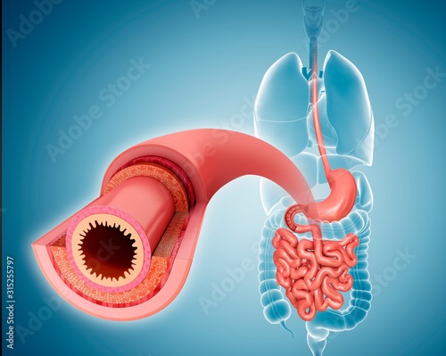 Small intestinal wall, illustration photo