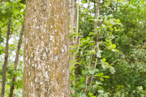 Teak tree in the forest 