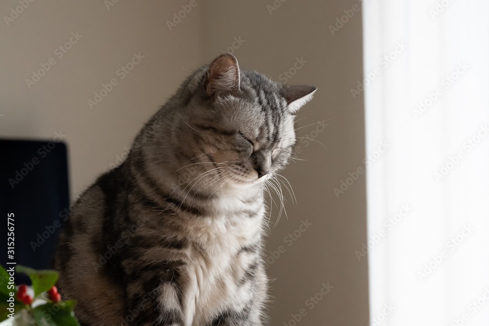 Obraz premium ネコ スコティッシュフォールド