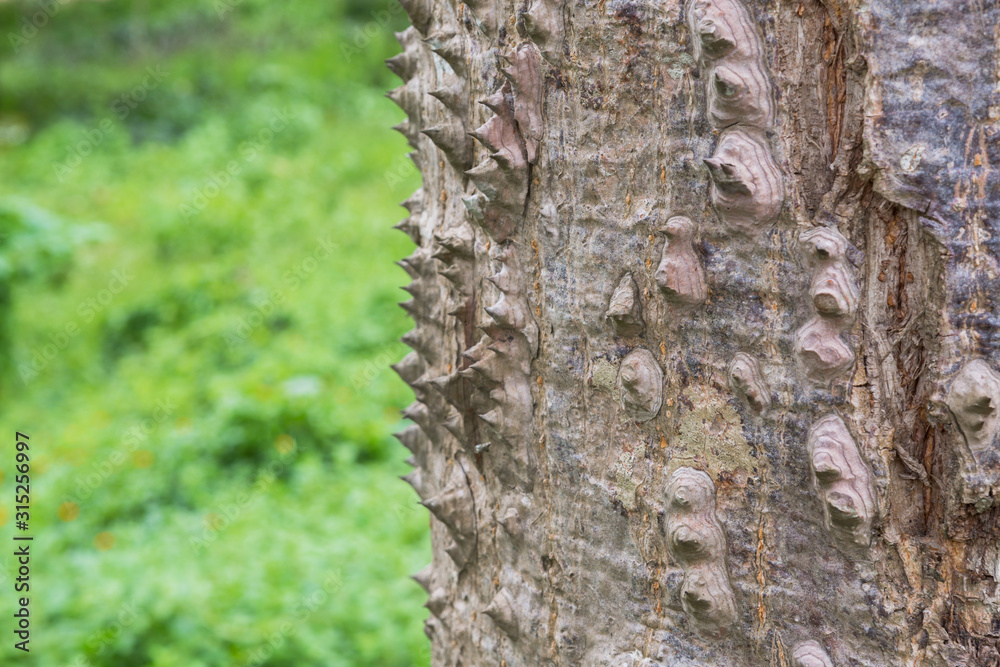 The trunk of the Bombax ceiba tree in the forest with blurred background The trunk of the Bombax ceiba tree in the forest with blurred background