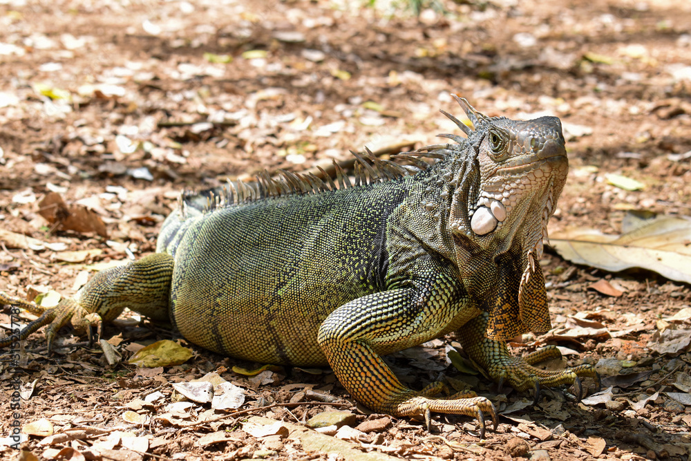 Obraz premium green iguana