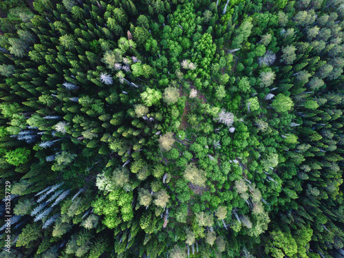 Drone view on green forest