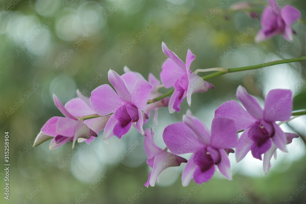 pink flowers pink flowers