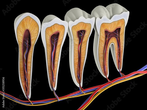 Teeth, cross section, artwork photo