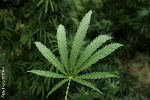9 Leaf Cannabis