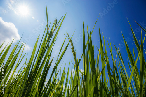 Green rice leaves with blue sky.