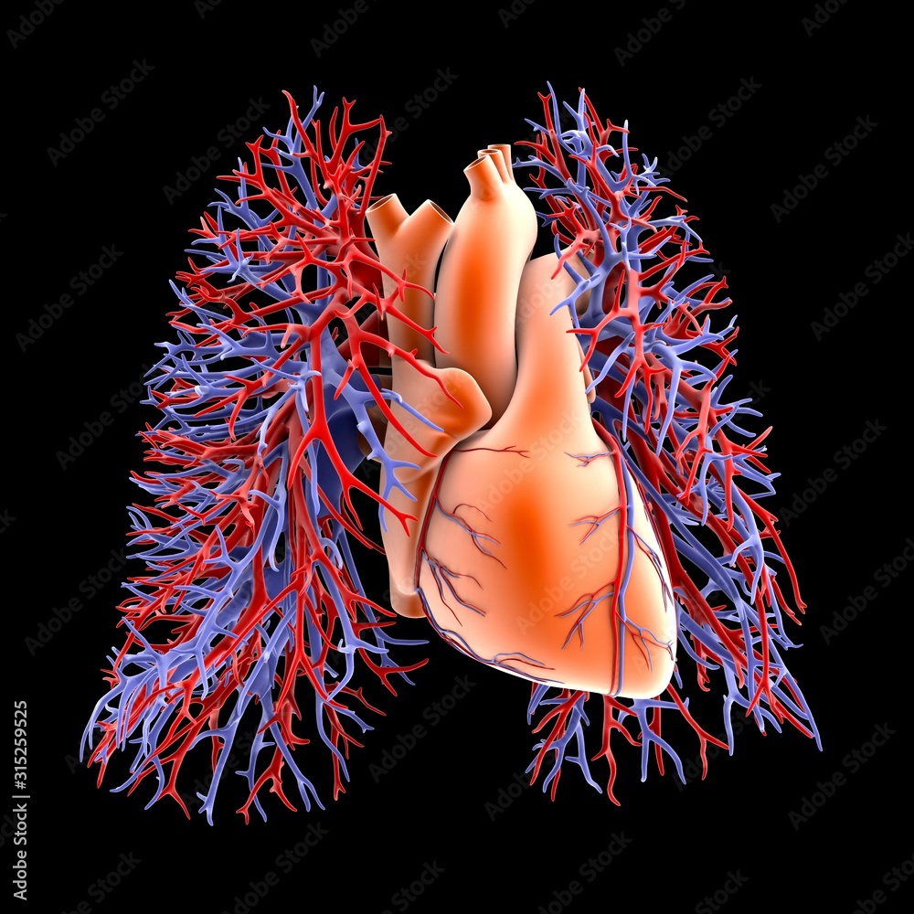 Circulatory system of heart and lungs Stock Photo | Adobe Stock
