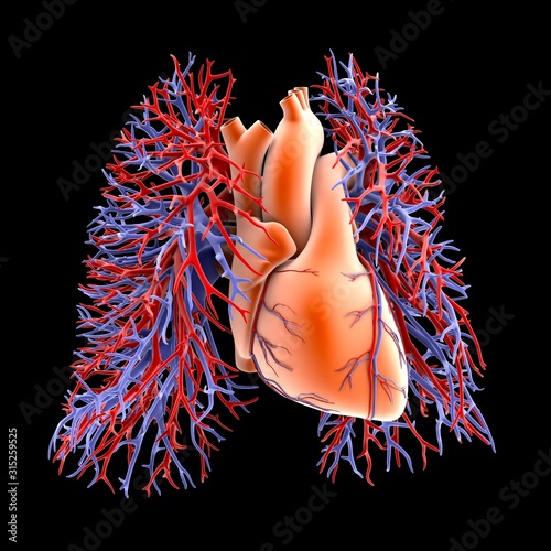 Circulatory system of heart and lungs