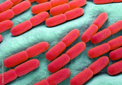 Lactobacillus bacteria, illustration photo