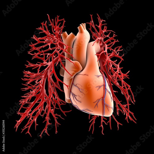Circulatory system of heart and lungs photo