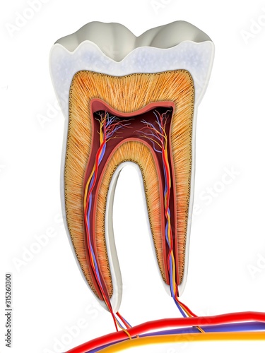 Molar tooth cross-section, artwork