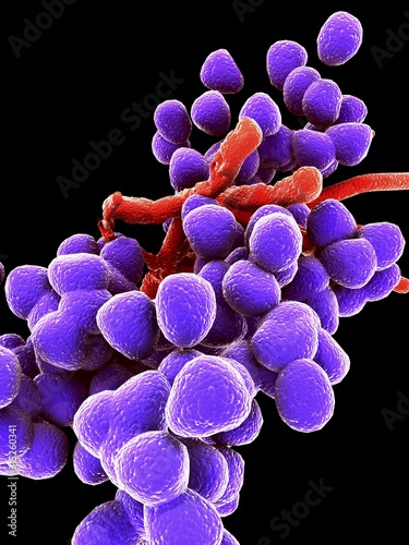 Enterococcus faecalis, bacteria, artwork photo