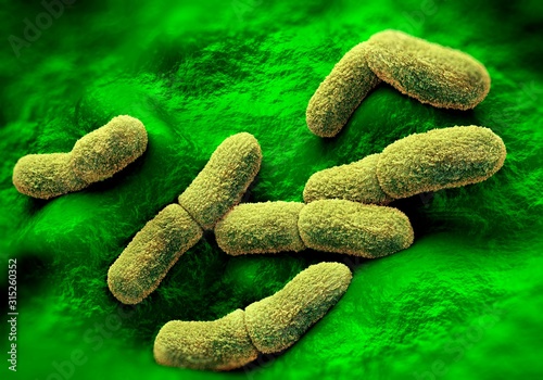 Yersinia pestis bacteria, illustration