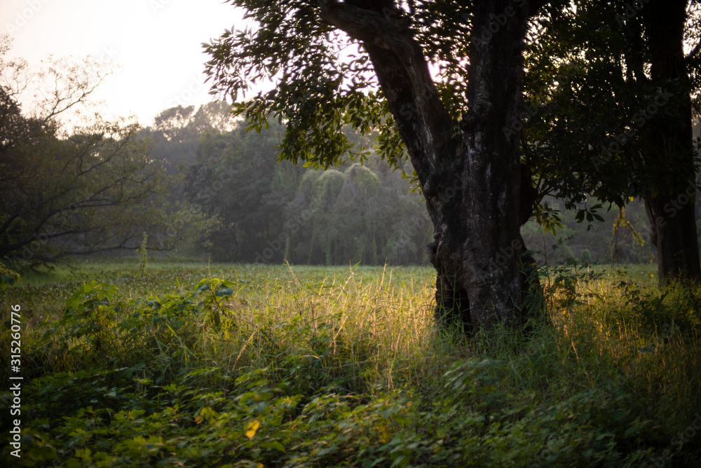 Fototapeta premium Green Indian natural landscape and forests. Indian landscape,