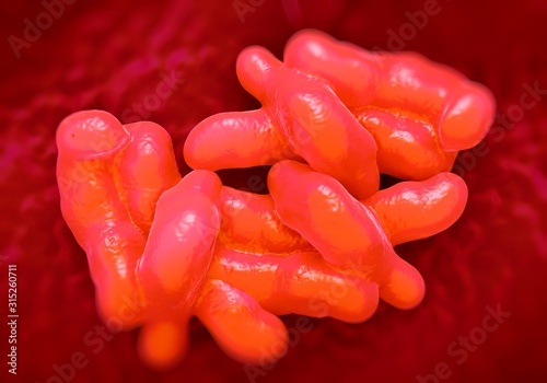 Campylobacter bacteria, illustration photo