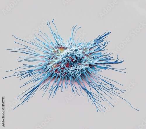 Dendritic cell, SEM