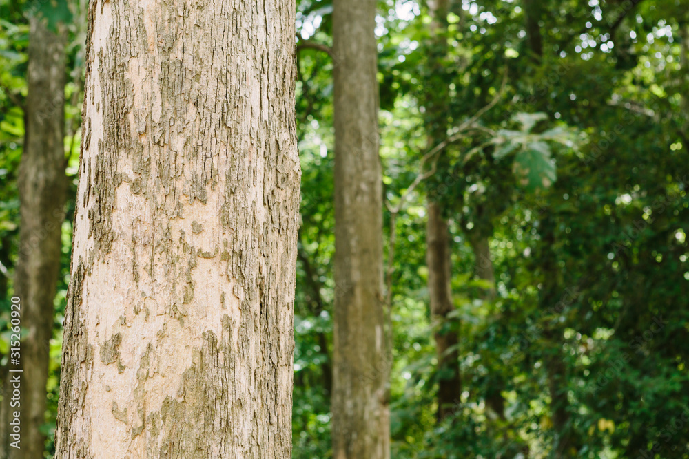 Teak tree in the forest with blurred background Teak tree in the forest with blurred background