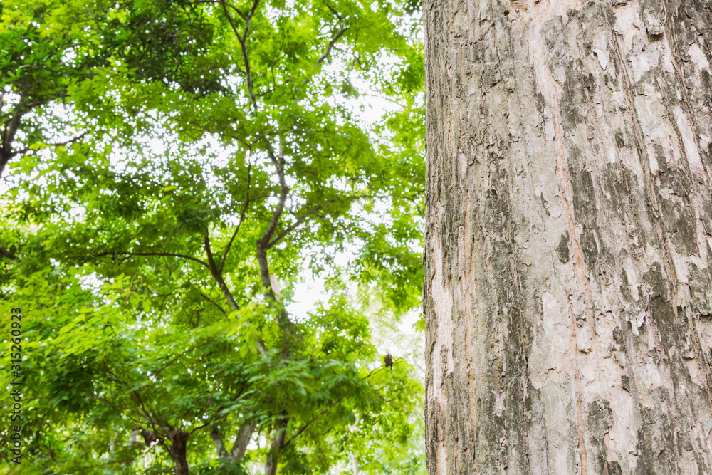 Obraz premium Teak tree in the forest 