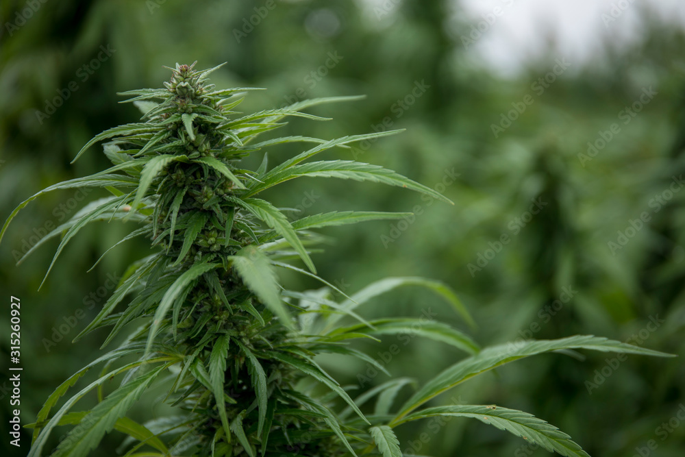 Naklejka premium Hemp and CBD