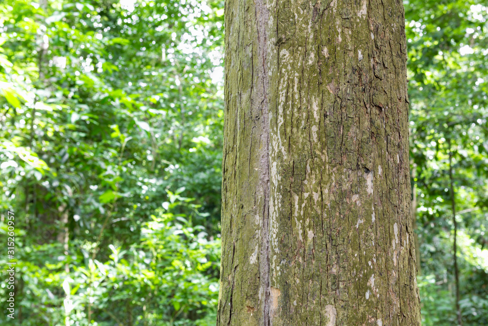 Teak tree in the forest 