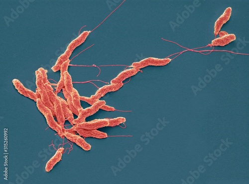 Campylobacter jejuni bacteria, SEM
