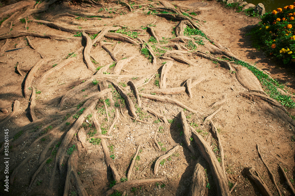 Big tree roots on the ground, with small thickets of grass between them. Big tree roots on the ground, with small thickets of grass between them.