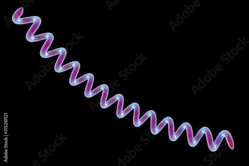 Syphilis bacteria, illustration