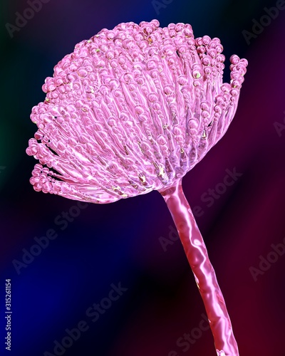 Aspergillus fungus, illustration photo