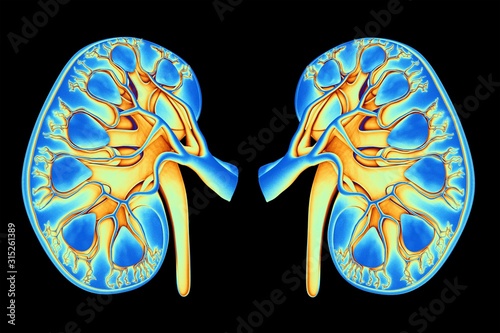 Human kidneys, artwork photo