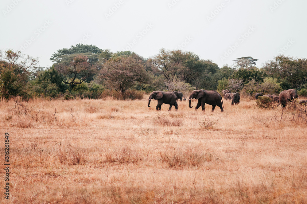 African Elephants in golden grass field in Grumeti reserve, Serengeti Savanna forest African Elephants in golden grass field in Grumeti reserve, Serengeti Savanna forest